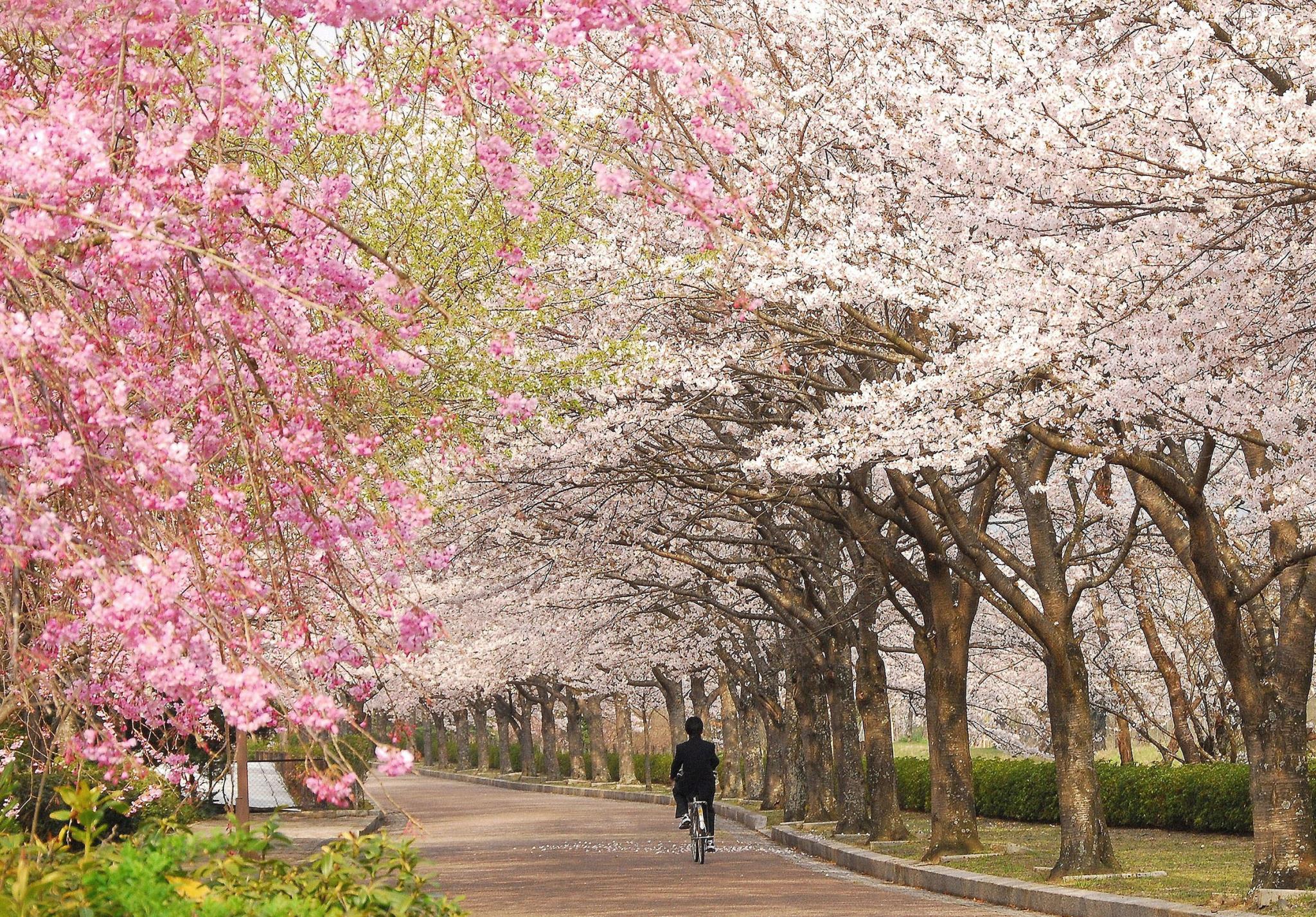 七谷川の桜