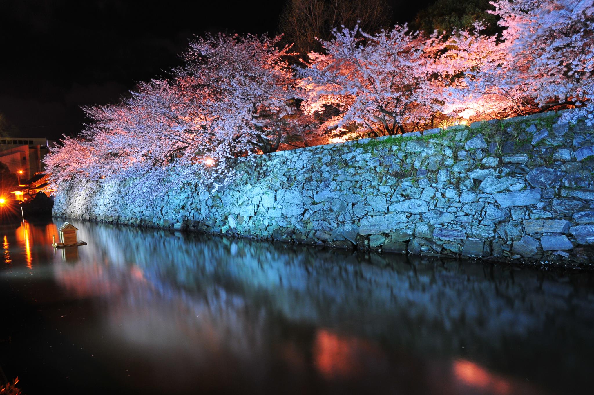 徳島中央公園（さくら）