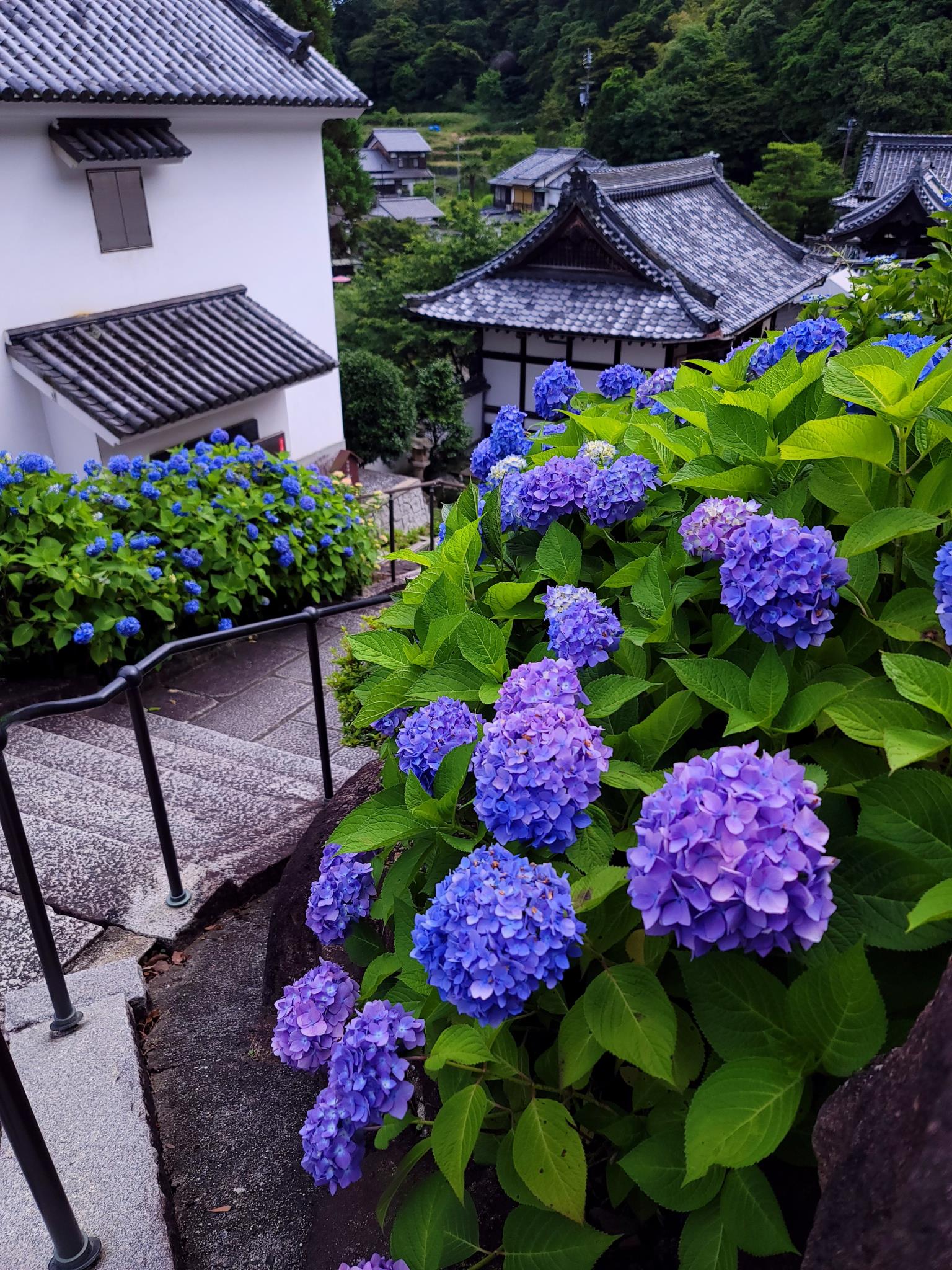 柳谷観音（楊谷寺）