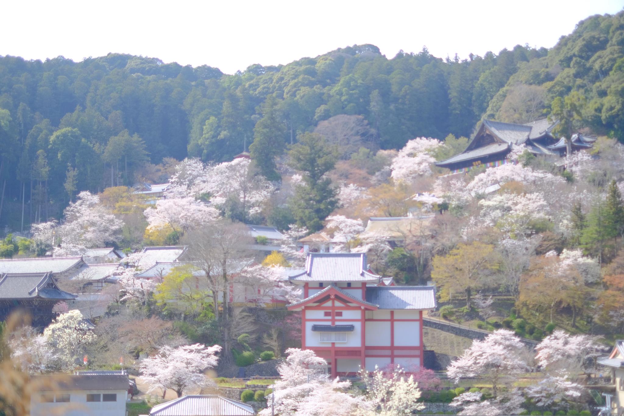 長谷寺