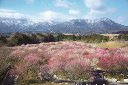 いなべ市農業公園　梅林公園