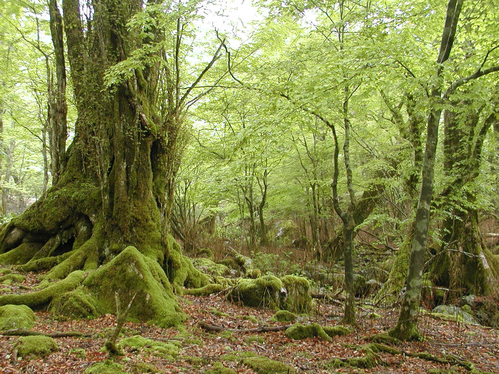 大杉谷登山道 （大杉谷登山センター）