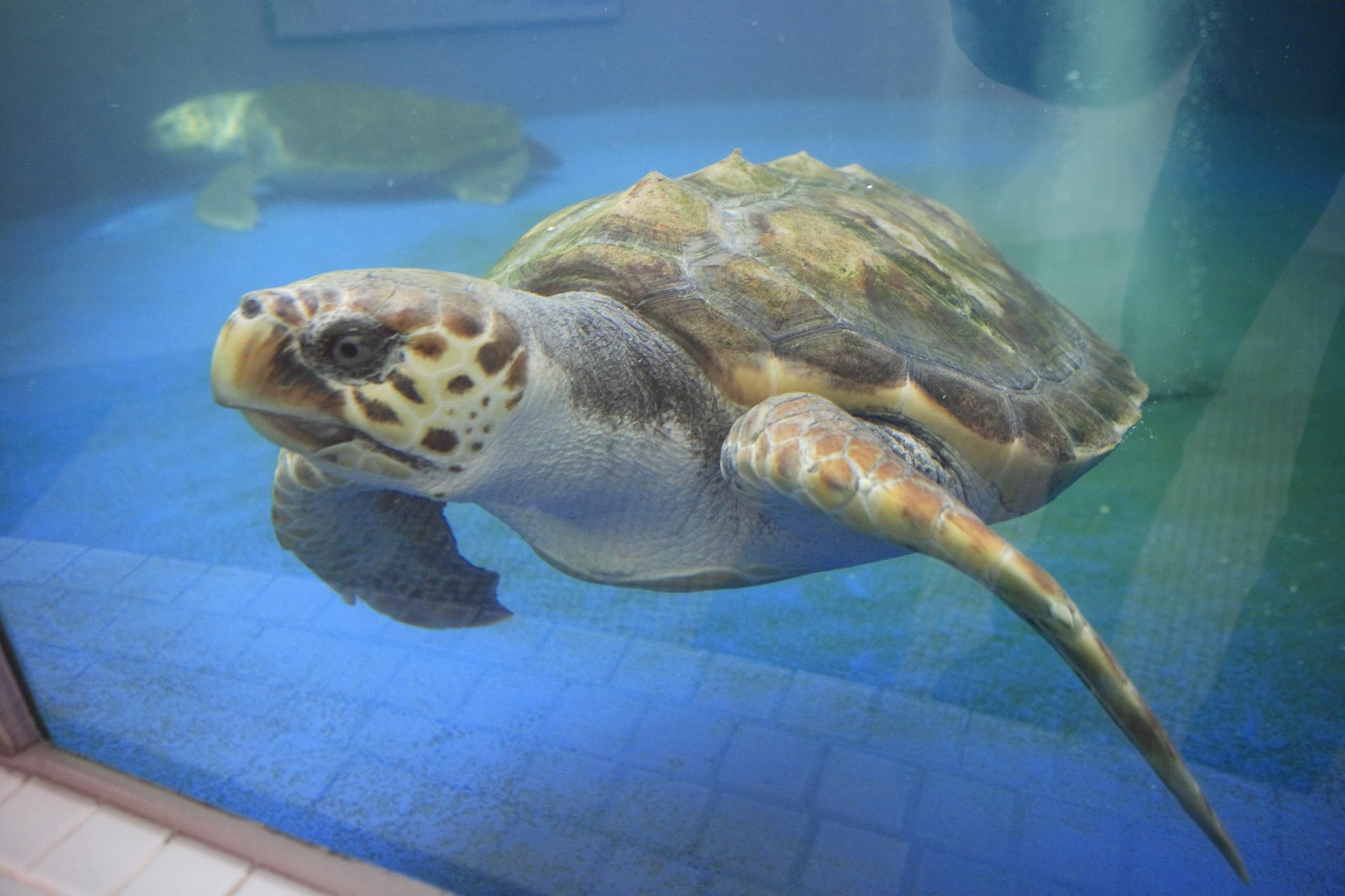 紀宝町ウミガメ公園