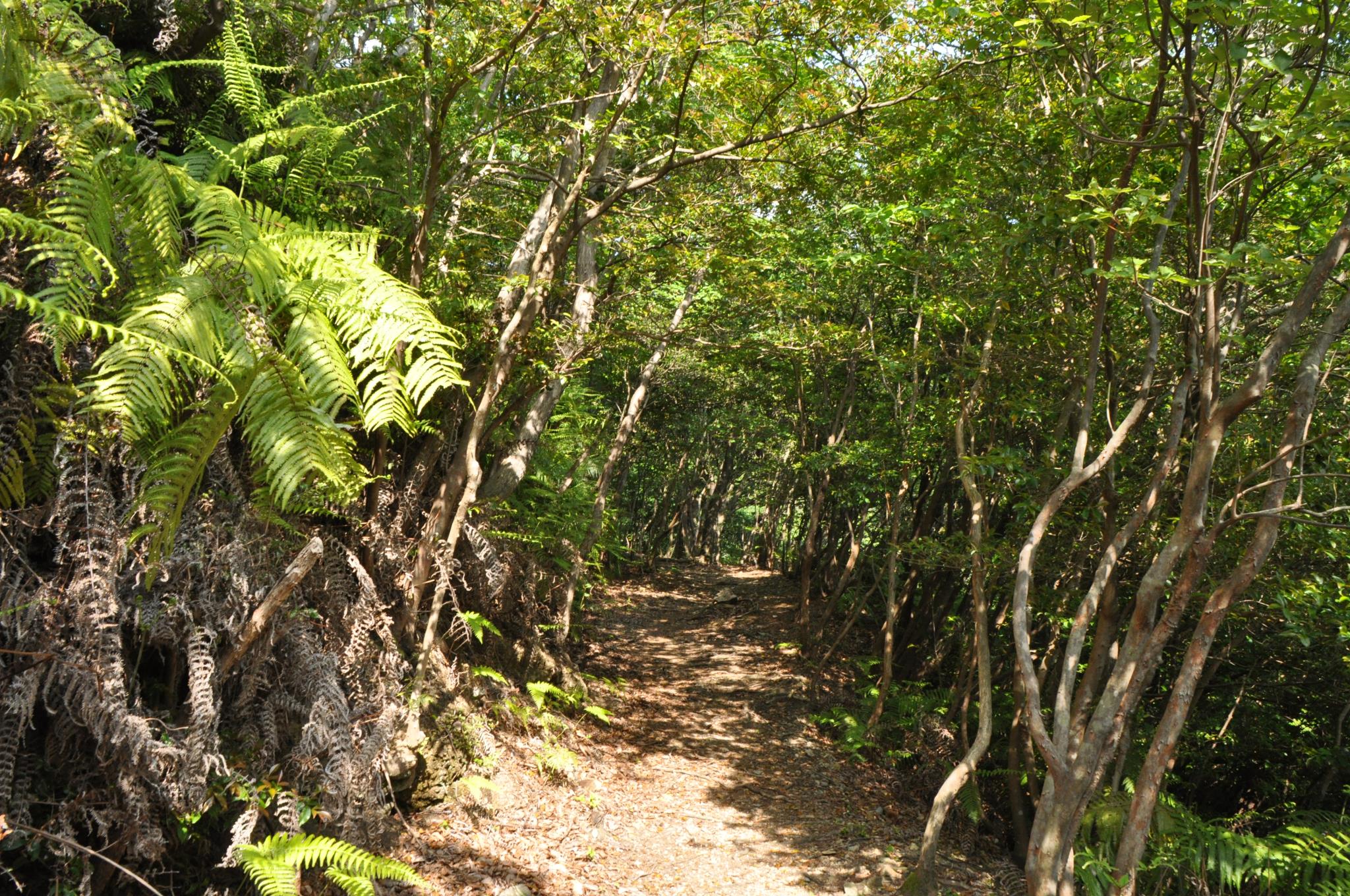 荷坂峠