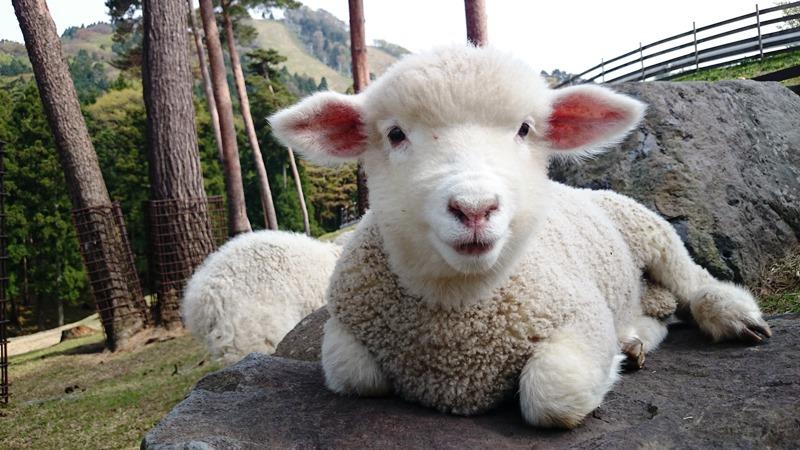 兵庫県立但馬牧場公園