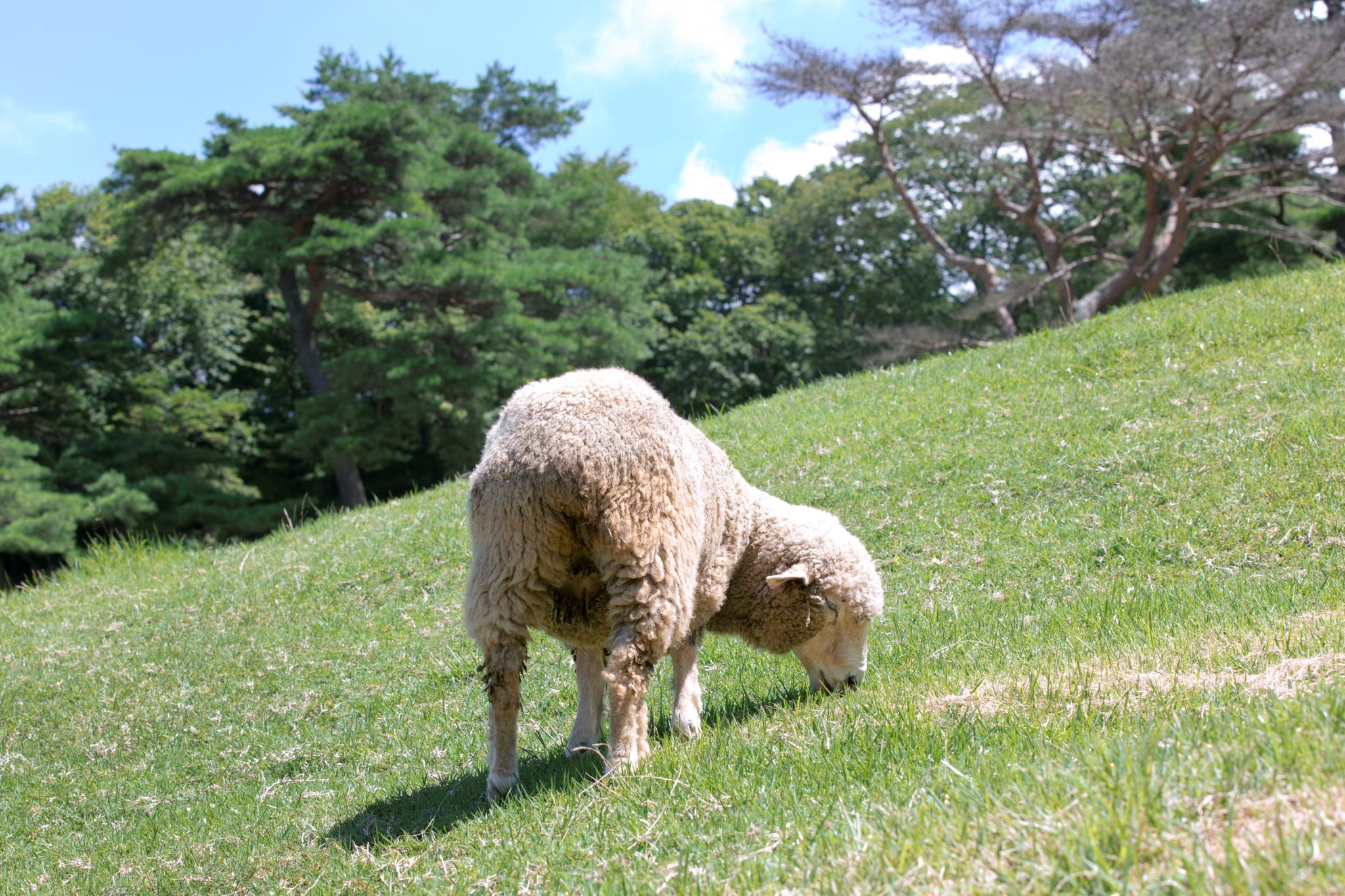 神戸市立六甲山牧場