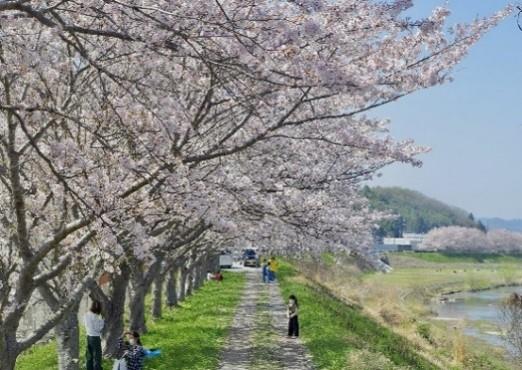 武庫川桜づつみ回廊