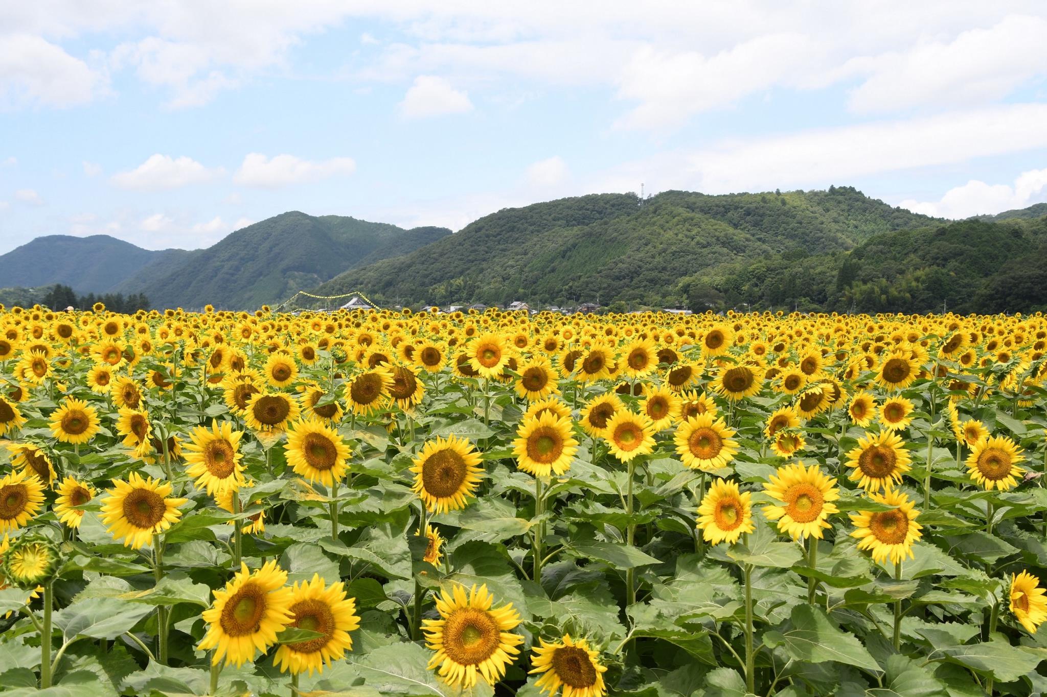 佐用町南光ひまわり畑