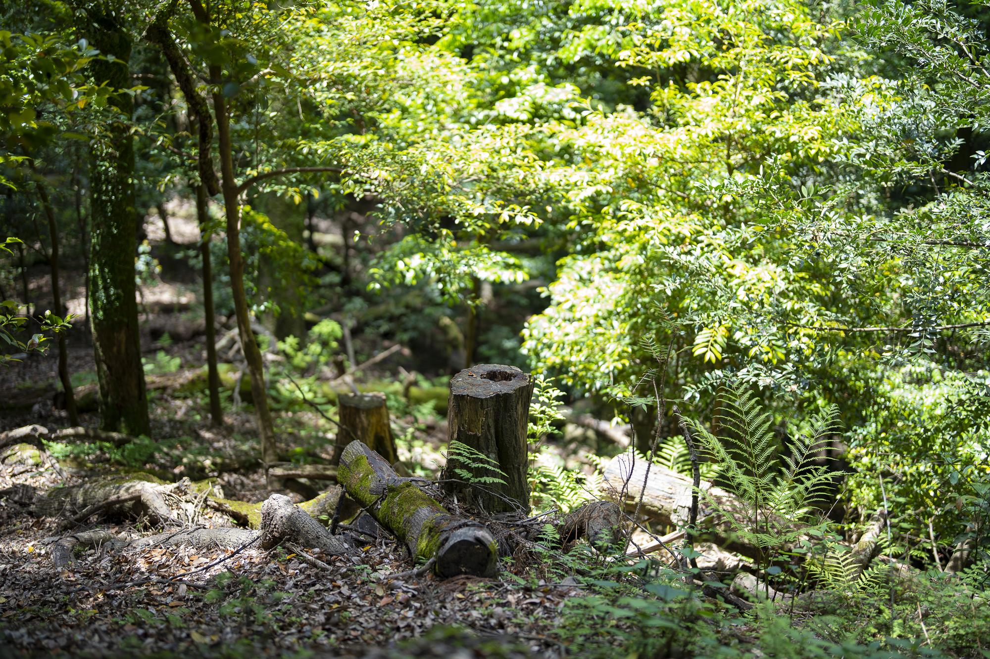 春日山原始林