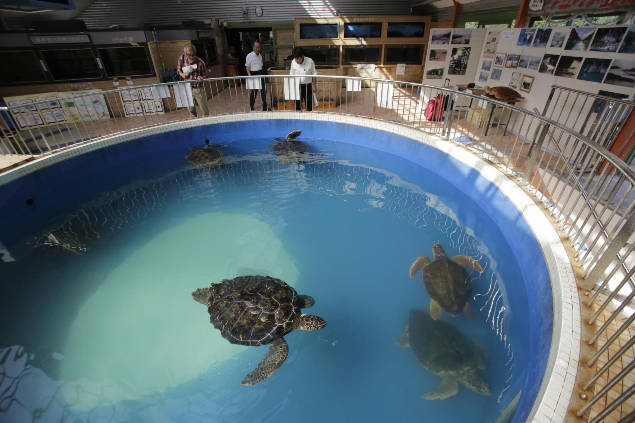 紀宝町ウミガメ公園