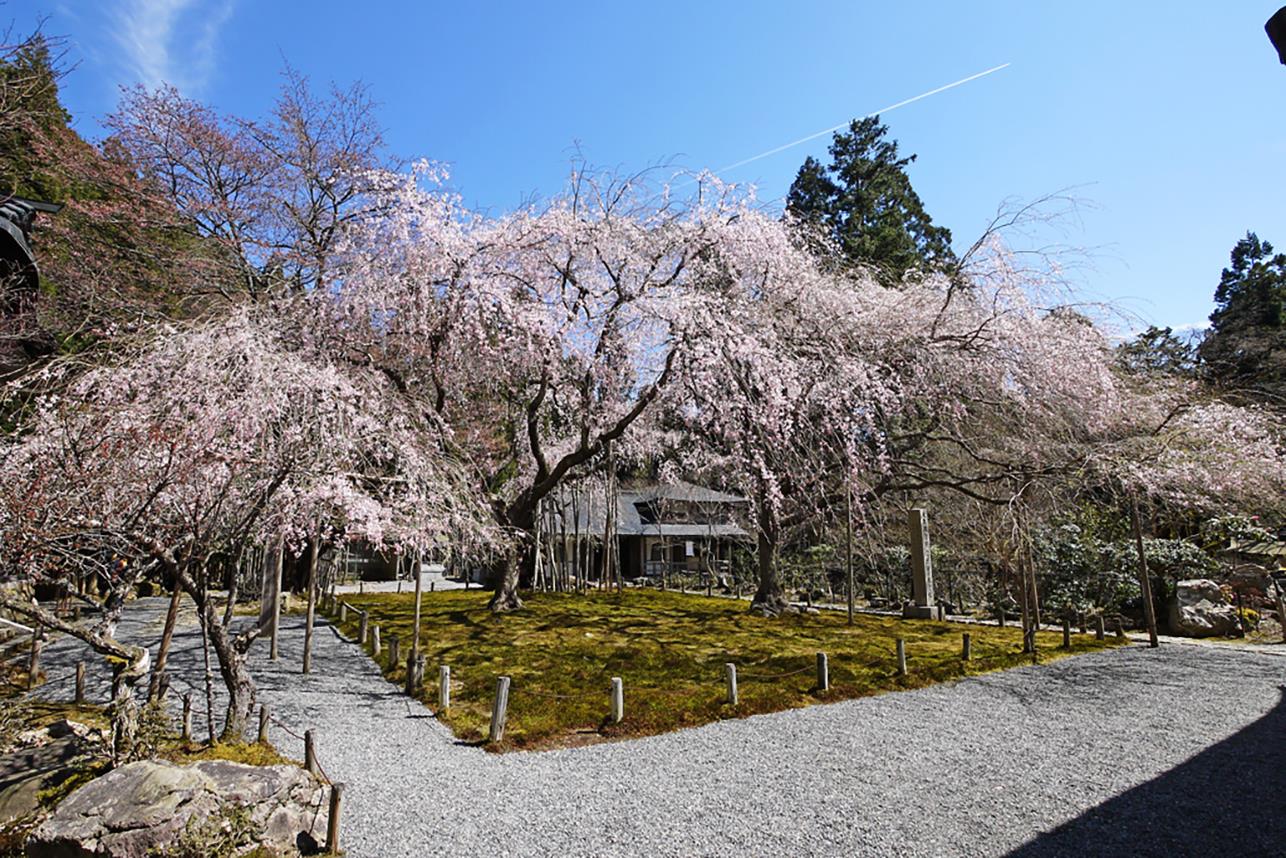 常照皇寺