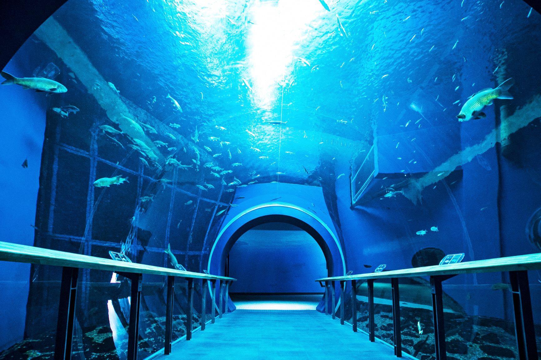 琵琶湖博物館