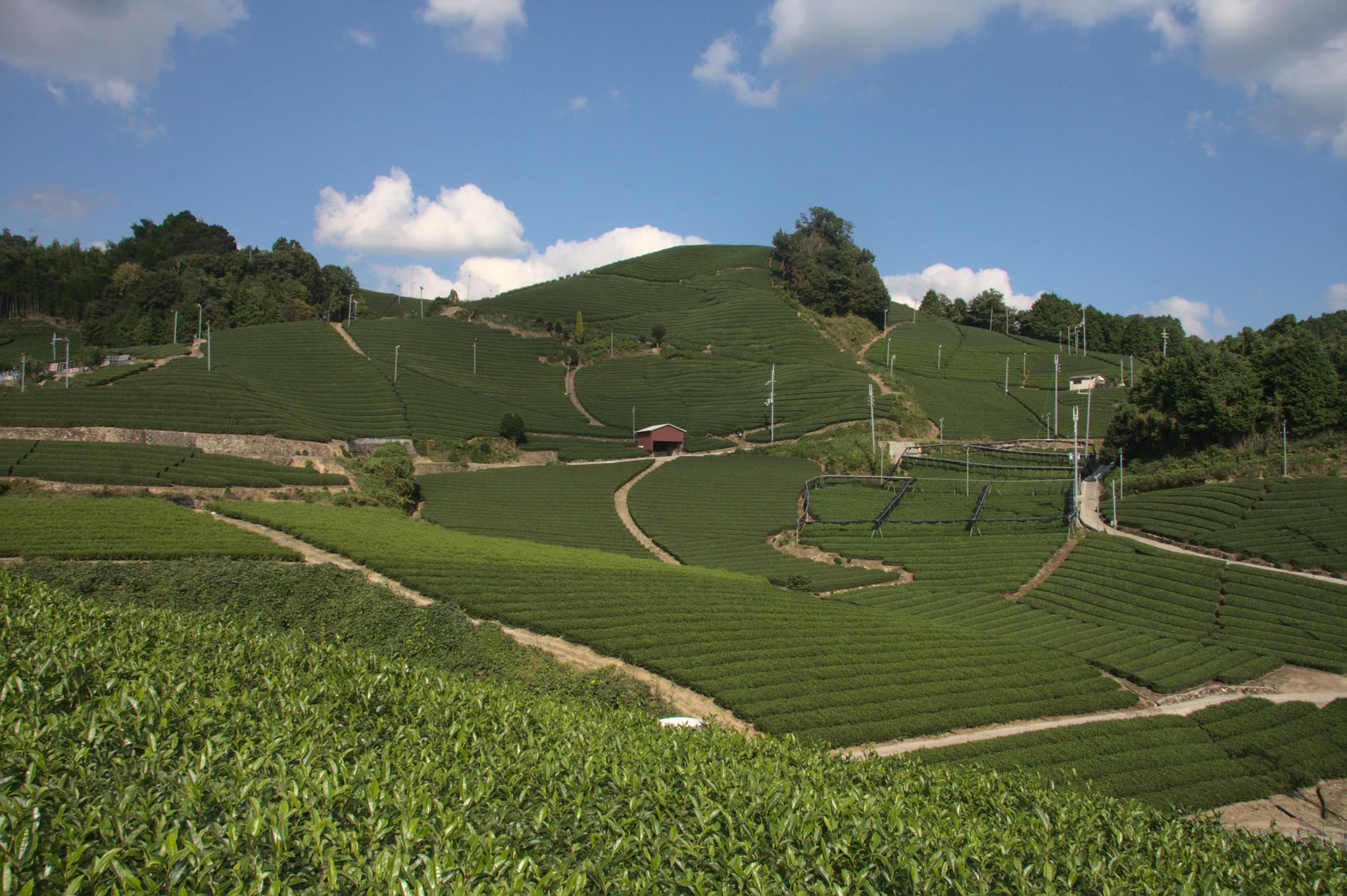 石寺の茶畑