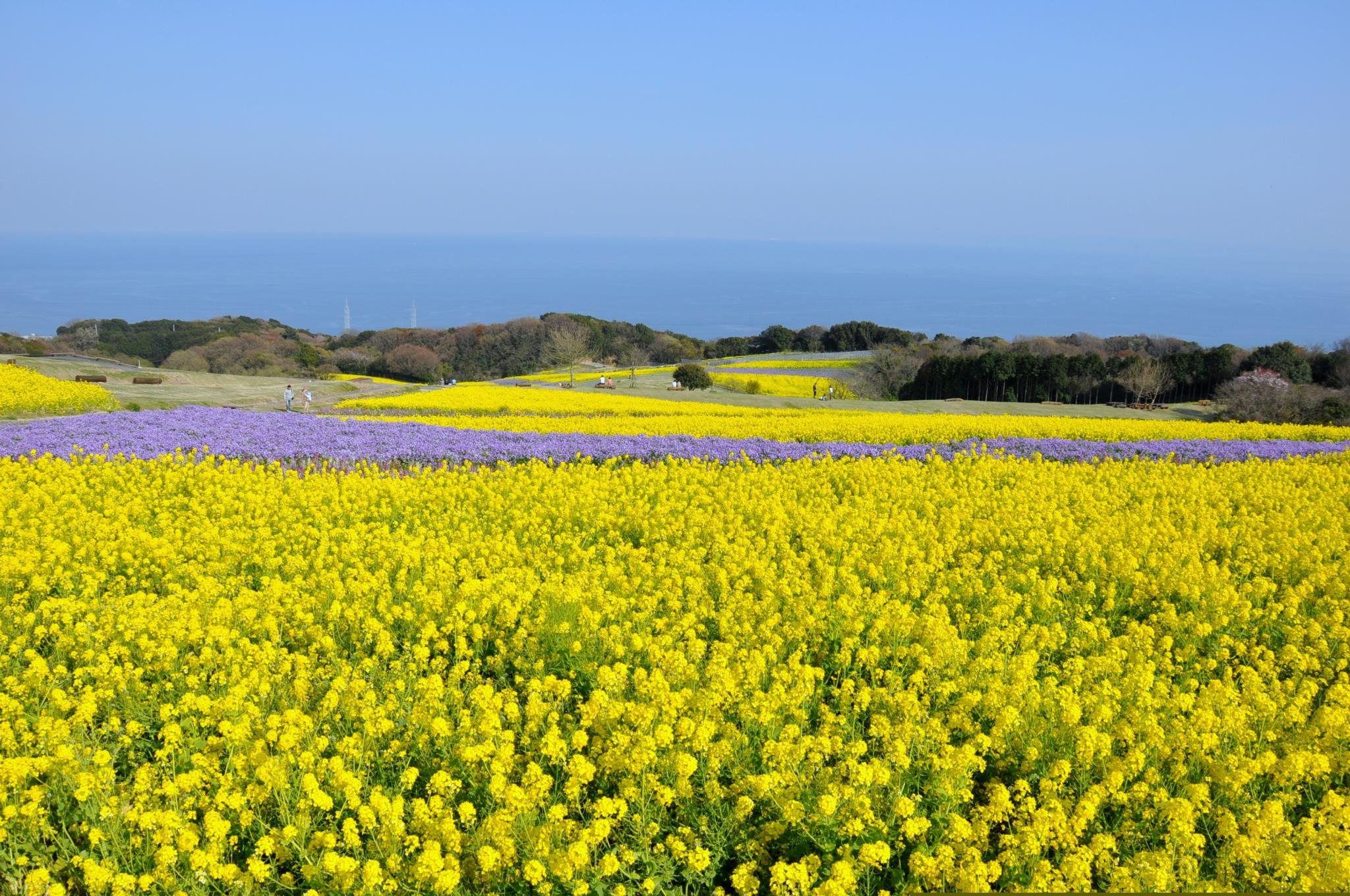 兵庫県立公園　あわじ花さじき