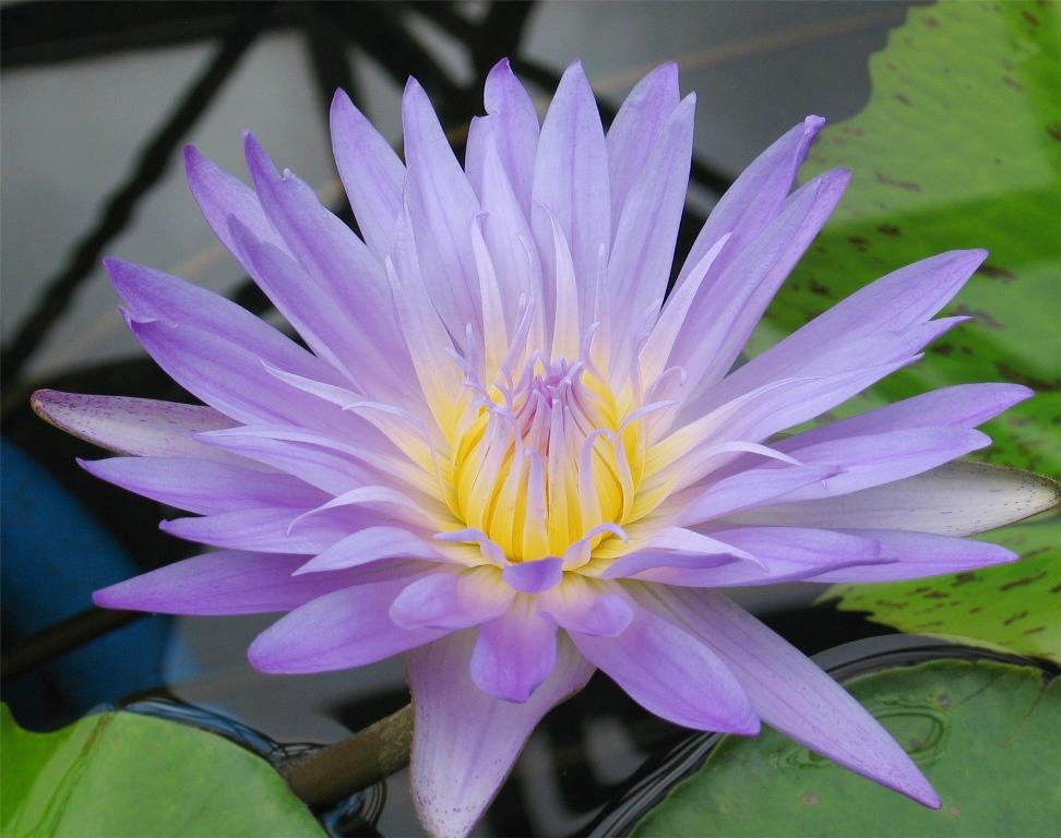 草津市立水生植物公園みずの森