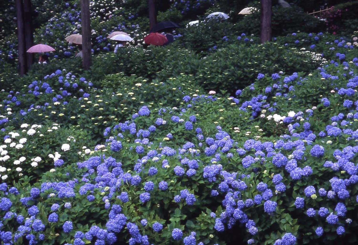 三室戸寺