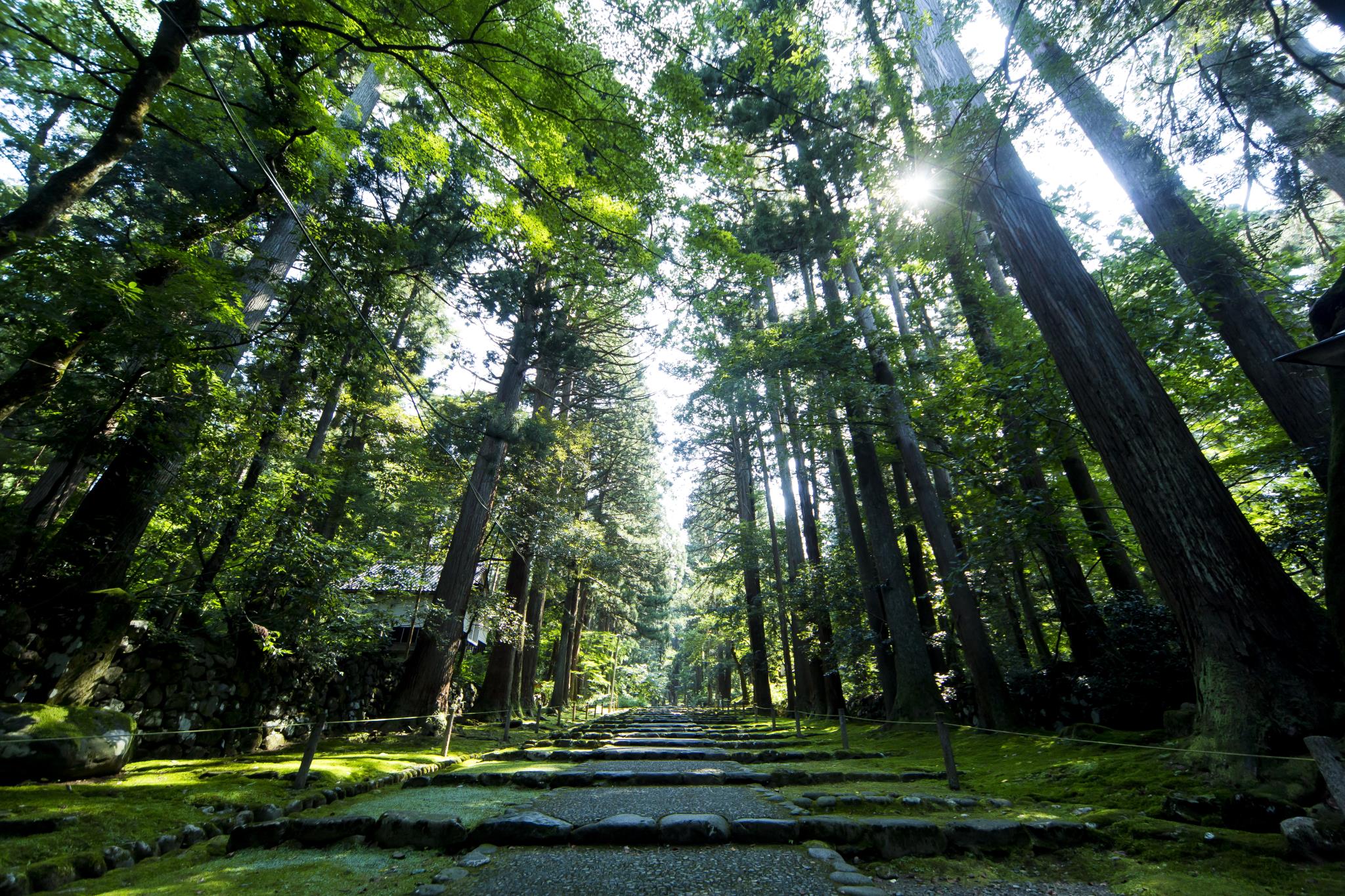 白山平泉寺 / 平泉寺白山神社